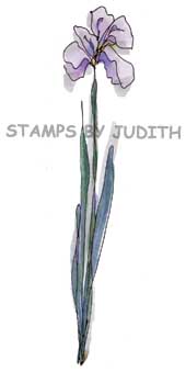 I-142 Fine Iris